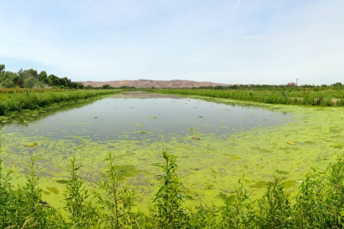 Open water wetland system