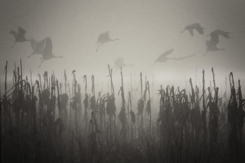 Cranes glide through the tule fog at the Merced National Wildlife Refuge. (Photo by Steve Corey via Flickr)