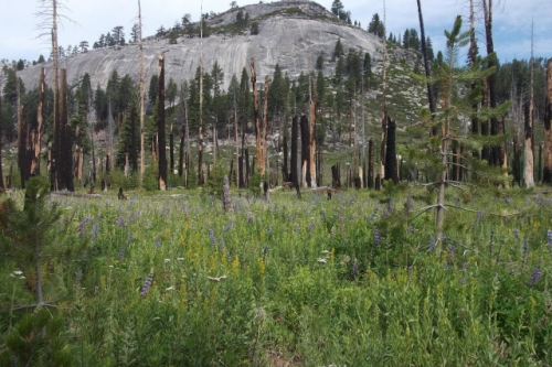Lupines blooming in previous wildfire location